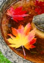 Red and Yellow Maple Leaf Royalty Free Stock Photo