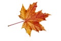 Red-yellow Maple leaf on a white background. Royalty Free Stock Photo