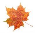 Red, yellow maple leaf Royalty Free Stock Photo