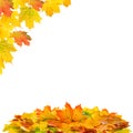 Red and yellow maple leaves. Autumn fall Royalty Free Stock Photo