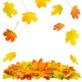 Red yellow maple leaves Autumn fall Royalty Free Stock Photo