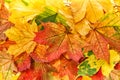 Red yellow maple leaves background Autumn fall Royalty Free Stock Photo