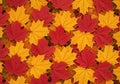 Red and yellow maple leaves cover the surface, creating a dense, overlapping pattern. Royalty Free Stock Photo