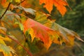 Red and yellow maple leaves in green grass. Autumn leaf fall in the park Royalty Free Stock Photo