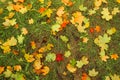 Red and yellow maple leaves in green grass. Autumn leaf fall in the park Royalty Free Stock Photo