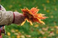 Red and yellow maple leaves in hands Royalty Free Stock Photo