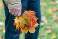 Red and yellow maple leaves in hands Royalty Free Stock Photo