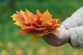 Red and yellow maple leaves in hands Royalty Free Stock Photo