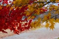 Red and Yellow maple leaves during Japan`s Autumn Koyo season Royalty Free Stock Photo