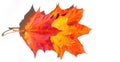 Red and yellow maple leaves on a white background. When the leaves change color from green to yellow, bright orange or red, you Royalty Free Stock Photo