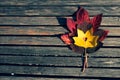 Red and yellow maple leaves on a wooden bench Royalty Free Stock Photo