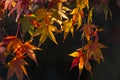 Maple tree leaves in Autumn Royalty Free Stock Photo