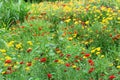 Red and yellow Marigold farm Royalty Free Stock Photo