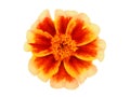 Red yellow marigold flower isolated on white Royalty Free Stock Photo
