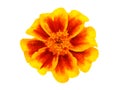 Red yellow marigold flower isolated on white Royalty Free Stock Photo