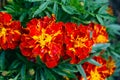 Red and yellow marigolds flowers Royalty Free Stock Photo
