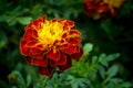 Red and yellow Merigold flower Royalty Free Stock Photo