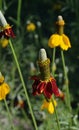 Red and Yellow Mexican Hat Flower in field meadow masthead text area vertical Royalty Free Stock Photo