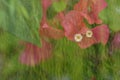 Red Morning glory Flower natural art painting