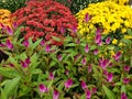 Red and Yellow Mums Fall Flowers in New England Royalty Free Stock Photo