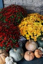 Red and Yellow Mums on Front Porch Decorated for Autumn Royalty Free Stock Photo