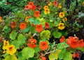 Red and yellow Nasturtium Tropaeolum flowers Royalty Free Stock Photo