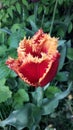 Red-yellow needle tulip after rain Royalty Free Stock Photo