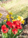 Red and yellow open tulip flowers in spring. Royalty Free Stock Photo