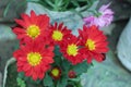 Red and Yellow-orange chrysanthemums on a blurry background close-up. Beautiful bright chrysanthemums bloom in autumn in the Royalty Free Stock Photo