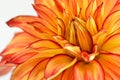 Red and yellow orange dahlia flower close up petals Royalty Free Stock Photo