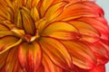 Red and yellow orange dahlia flower close up petals Royalty Free Stock Photo