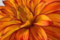Red and yellow orange dahlia flower close up petals Royalty Free Stock Photo