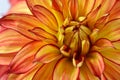 Red and yellow orange dahlia flower close up petals Royalty Free Stock Photo