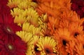 Red, Yellow and Orange Daisies in Outdoor Market Royalty Free Stock Photo