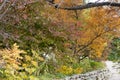 Red, yellow and orange fall trees along path Royalty Free Stock Photo