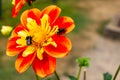 red yellow and orange flower with bees Royalty Free Stock Photo