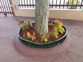 Red, yellow, and orange flowers at base of tree with red cement Royalty Free Stock Photo