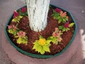 Red, yellow, and orange flowers at base of tree with red cement Royalty Free Stock Photo