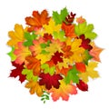 Red, yellow, orange, green autumn leaf background Royalty Free Stock Photo