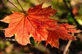 red, yellow and orange maple leaf closeup view. fall colors. autumn scene. Royalty Free Stock Photo