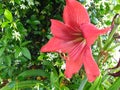 Red yellow orange star burst flower