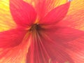 Red yellow orange star burst flower Royalty Free Stock Photo