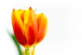 Red, yellow and orange tulip flower close-up macro photo with shallow depth of field against white background with negative empty
