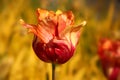 Red, yellow & orange tulip flower head against a yellow background. Striking colours of Autumn, Norway Royalty Free Stock Photo