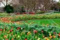 Red, Yellow and orange tulips and daffodils in manicured garden Royalty Free Stock Photo
