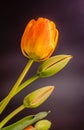 Red, yellow and orange tulips flowers, floral arrangement, close up, , black background Royalty Free Stock Photo