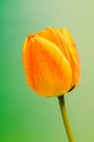 Red, yellow and orange tulips flowers, floral arrangement, close up, , gradient background Royalty Free Stock Photo