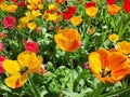 Red, yellow, orange tulips in the garden, closeup Royalty Free Stock Photo