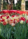Brightly coloured red, orange and yellow tulips at Keukenhof Gardens, Lisse, Netherlands. Keukenhof is known as the Garden of Royalty Free Stock Photo