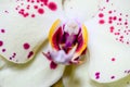 Red yellow orchid flower or phalaenopsis or moth dendrobium, macro close-up background Royalty Free Stock Photo